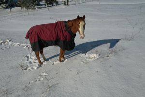 Close-up Horse