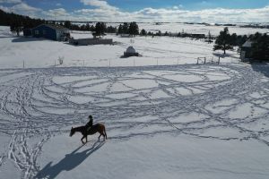 Horse snow tracks